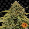 Bad Azz Kush by Barney's Farm, a renowned cannabis strain celebrated for its potent effects and unique flavor profile, making it a popular choice among cannabis enthusiasts.