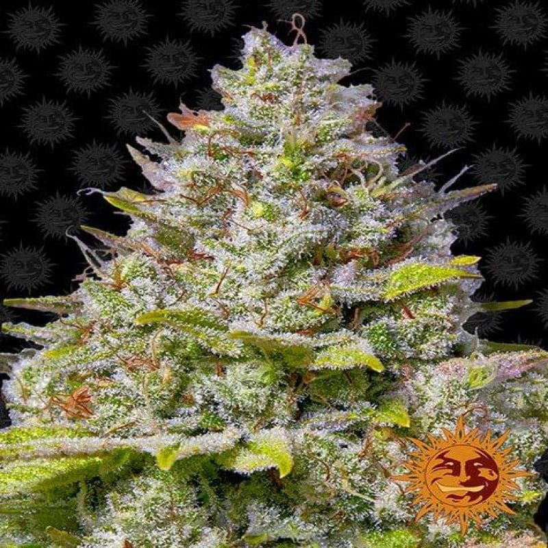 Blue Gelato 41 from Barney's Farm is a premium cannabis strain celebrated for its delectable flavor and balanced effects, making it a top choice among cannabis connoisseurs.