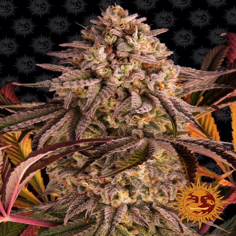Blue Sunset Sherbert from Barney's Farm, a premium cannabis strain celebrated for her vibrant blue and orange hues, along with her sweet and relaxing effects, making her a top choice among cannabis connoisseurs.