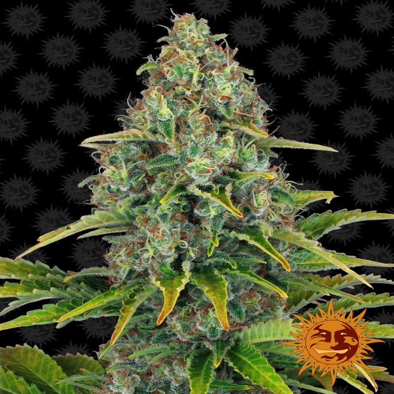 Blueberry Cheese Auto from Barney's Farm, an autoflowering cannabis strain known for her delightful blend of Blueberry and Cheese genetics, offering a flavorful and potent experience for cannabis enthusiasts.