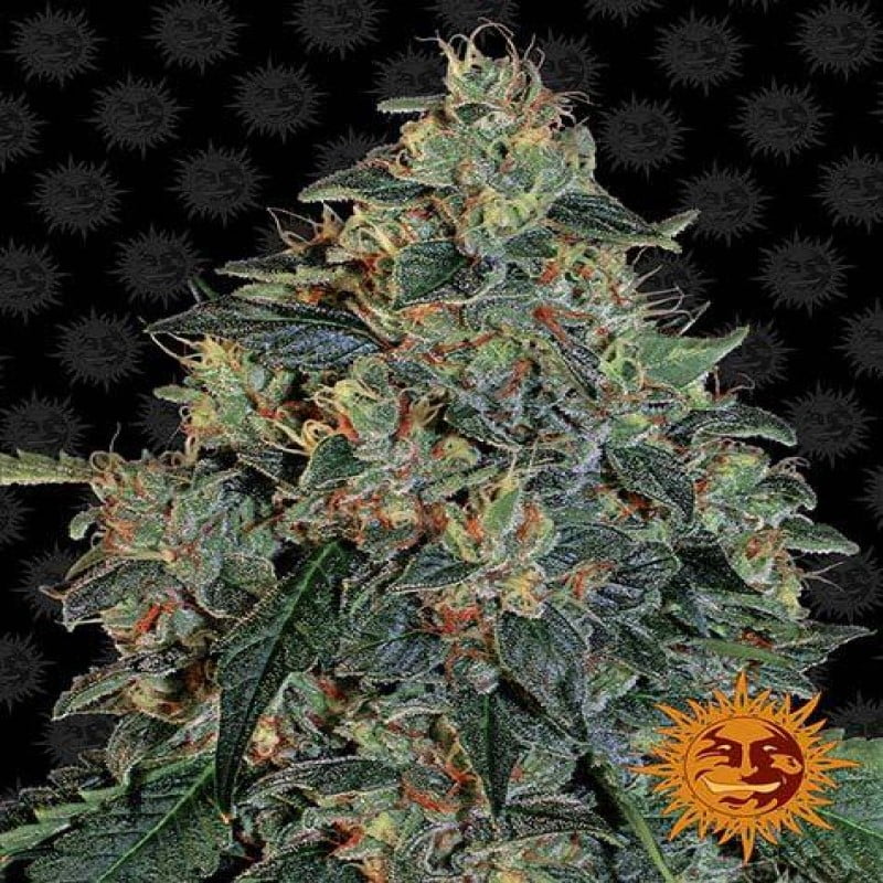 Blueberry OG from Barney's Farm, a cannabis strain celebrated for her iconic Blueberry and OG Kush genetics, delivering a balanced and flavorful experience for cannabis connoisseurs.