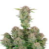 Fast Buds Bruce Banner Auto, a popular autoflowering cannabis strain known for its potency and fast growth, inspired by the iconic Hulk character, offering a robust and energizing experience.