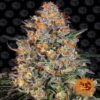 Bubba Kush from Barney's Farm, a renowned cannabis strain celebrated for her relaxing and sedating effects, making her a favorite choice for relaxation and stress relief among cannabis enthusiasts.