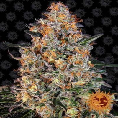 Bubba Kush from Barney's Farm, a renowned cannabis strain celebrated for her relaxing and sedating effects, making her a favorite choice for relaxation and stress relief among cannabis enthusiasts.
