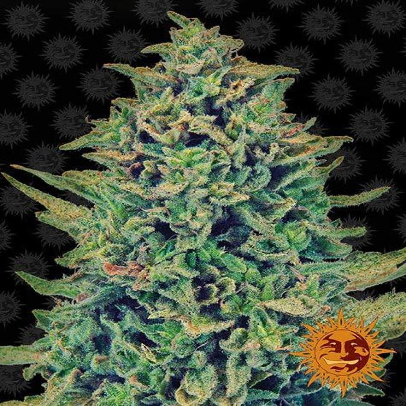 CBD Blue Shark from Barney's Farm, a high-CBD cannabis strain known for her therapeutic properties and balanced CBD to THC ratio. Experience the soothing effects and potential wellness benefits of CBD with this carefully crafted strain.