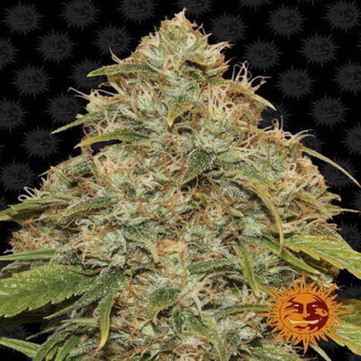 CBD Lemon Potion Auto from Barney's Farm, an auto-flowering cannabis strain celebrated for her high CBD content and refreshing lemon flavor. Experience the therapeutic benefits of CBD with the convenience of automatic flowering.