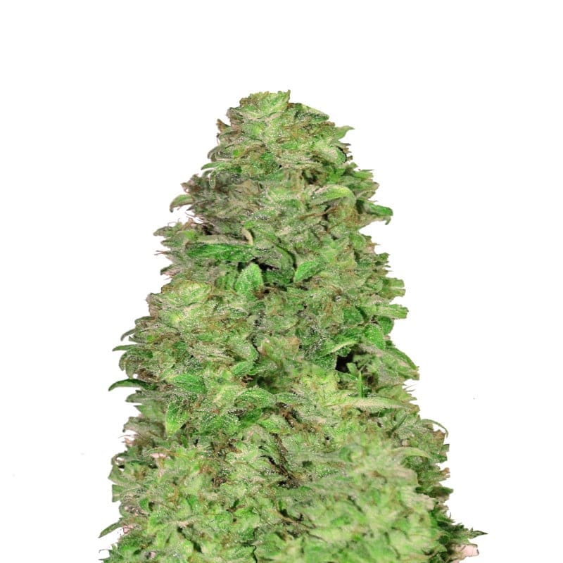 CBD Auto 20:1 from Fast Buds, an auto-flowering cannabis strain celebrated for its high CBD content and minimal THC, offering therapeutic benefits without the psychoactive effects. Experience the healing power of CBD in a convenient auto-flowering variant.