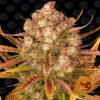 Barney's Farm presents Dos Si Dos Auto—a rapid and rewarding autoflowering strain. Enjoy the harmonious blend of potency and ease in every flavorful and aromatic bud.