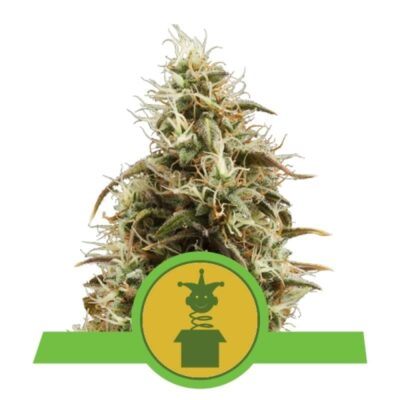 Royal Jack Automatic from Royal Queen Seeds: A premium autoflowering cannabis strain celebrated for her royal genetics and exceptional attributes.