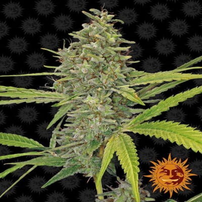 Photograph of Barney's Farm G13 Haze strain, displaying her distinctive foliage and resinous buds, a renowned and sought-after cannabis variety.