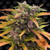 An image of 'Barneys Farm Gorilla Glue Auto,' a thriving cannabis plant with resinous buds and lush green foliage.