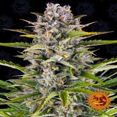 An image of 'Barneys Farm Gorilla Zkittlez Auto,' a thriving cannabis plant with resinous buds and lush green foliage.
