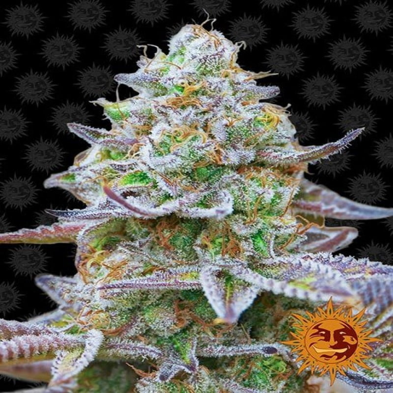 An image of 'Barneys Farm Gorilla Zkittlez,' a vibrant cannabis plant with resinous buds and lush green leaves.