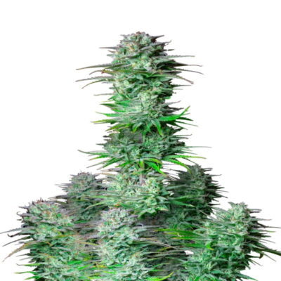 An image of 'Kosher Cake Auto from Fast Buds,' showcasing a healthy cannabis plant with resinous buds and lush green leaves.