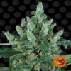 An image of 'Barneys Farm Laughing Buddha,' a vibrant cannabis plant with lush green leaves and resinous buds, known for her uplifting and euphoric effects.