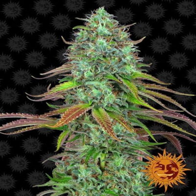 An image featuring 'LSD Auto from Barney's Farm,' a healthy and vibrant cannabis plant with resinous buds and lush green leaves.