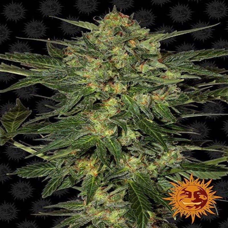 An image of 'LSD from Barney's Farm,' showcasing a thriving cannabis plant with resinous buds and lush green foliage.