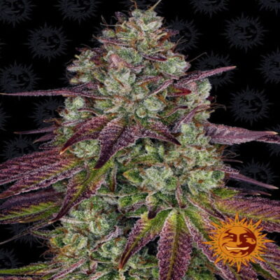 An image of 'Mimosa EVO from Barney's Farm,' featuring a lush and vibrant cannabis plant with resinous buds and healthy green leaves.