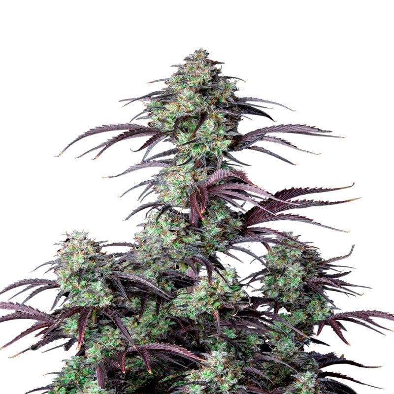 An image of 'Mimosa Cake Auto from Fast Buds,' displaying a thriving cannabis plant with resinous buds and lush green leaves.