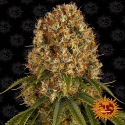 An image of Orange Sherbert from Barney's Farm, a cannabis strain celebrated for her delightful citrus aroma and robust growth, featuring lush green buds and a hint of orange inspiration.