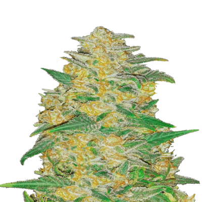 An image of AK Auto by Fast Buds, an autoflowering cannabis strain celebrated for her strong and resilient growth, displaying lush green foliage and resin-covered buds.