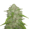 An image showcasing Amnesia Haze Autoflower by Fast Buds, a renowned autoflowering cannabis strain, known for her potent effects and vigorous growth, featuring lush green leaves and resinous buds.