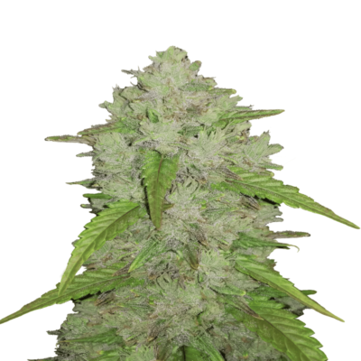 An image showcasing Amnesia Haze Autoflower by Fast Buds, a renowned autoflowering cannabis strain, known for her potent effects and vigorous growth, featuring lush green leaves and resinous buds.