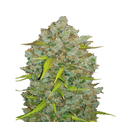 An image of Bubblegum Auto from Fast Buds, an autoflowering cannabis strain known for her sweet and bubblegum-like aroma, featuring lush green foliage and resinous buds.