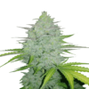 An image of Cheese Auto from Fast Buds, an autoflowering cannabis strain renowned for her cheesy aroma and robust growth, displaying lush green leaves and resin-covered buds.