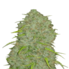 An image showcasing Jack Herer Auto from Fast Buds, an autoflowering cannabis strain famous for her iconic genetics and vigorous growth, displaying lush green foliage and resin-covered buds.