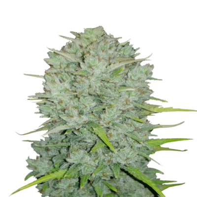 An image displaying Northern Lights Auto from Fast Buds, an autoflowering cannabis strain known for her potency and compact growth, showcasing lush green leaves and resinous buds.