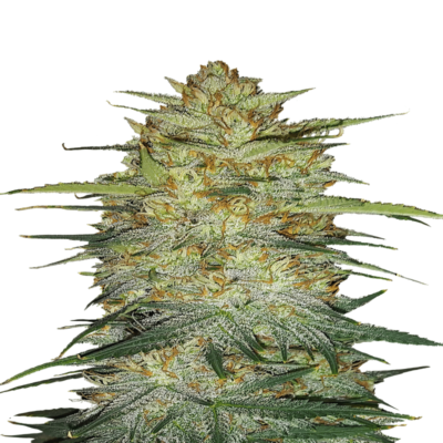 An image featuring OG Kush Auto from Fast Buds, an autoflowering cannabis strain renowned for her classic genetics and robust growth, showcasing lush green foliage and resin-covered buds.