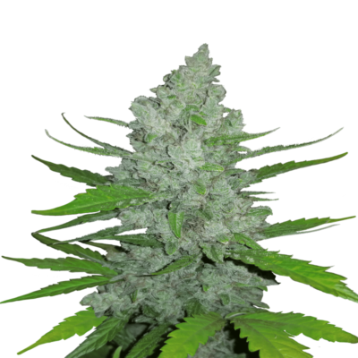 An image showcasing Sour Diesel Auto from Fast Buds, an autoflowering cannabis strain famous for her pungent aroma and powerful effects, displaying her healthy growth and resinous buds.