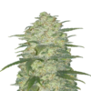An image of the White Widow Auto Strain by Fast Buds, a renowned autoflowering cannabis strain, featuring her characteristic white trichomes and compact growth.