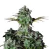 An image showcasing Big Bud Auto from Fast Buds, an autoflowering cannabis strain known for her large and resinous buds, featuring lush green leaves and robust growth.