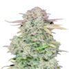An image of Trainwreck Auto from Fast Buds, an autoflowering cannabis strain known for her potent effects, displaying her vigorous growth and resinous buds.