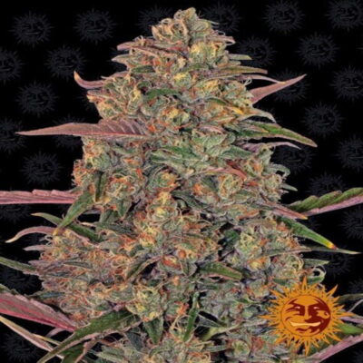 An enticing image showcasing Pineapple Chunk from Barney's Farm, a cannabis strain known for her rich flavors and relaxing effects, featuring dense green buds and a nod to her pineapple inspiration.