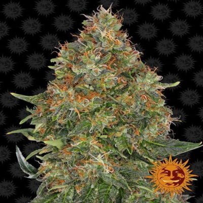 A captivating image of Barneys Farm Pineapple Express Auto, a cannabis strain known for her fruity aroma and autoflowering characteristics, featuring lush green leaves and a hint of pineapple inspiration.