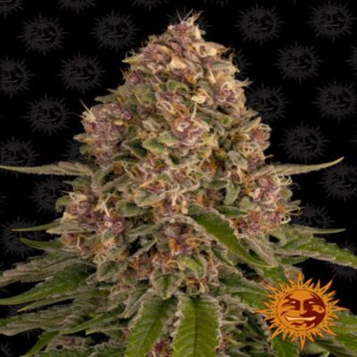 A vibrant image showcasing Barneys Farm Pink Kush, a cannabis strain, highlighting her distinctive pink and green buds, and her potential for relaxation and therapeutic benefits.