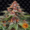 Runtz Auto by Barney's Farm: A premium autoflowering cannabis strain known for her exceptional genetics and ease of cultivation.