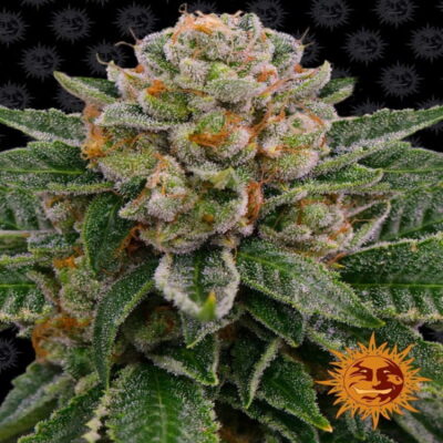 Photograph of Skywalker OG Auto from Barney's Farm, showcasing her autoflowering cannabis strain known for her potent effects and aromatic qualities.