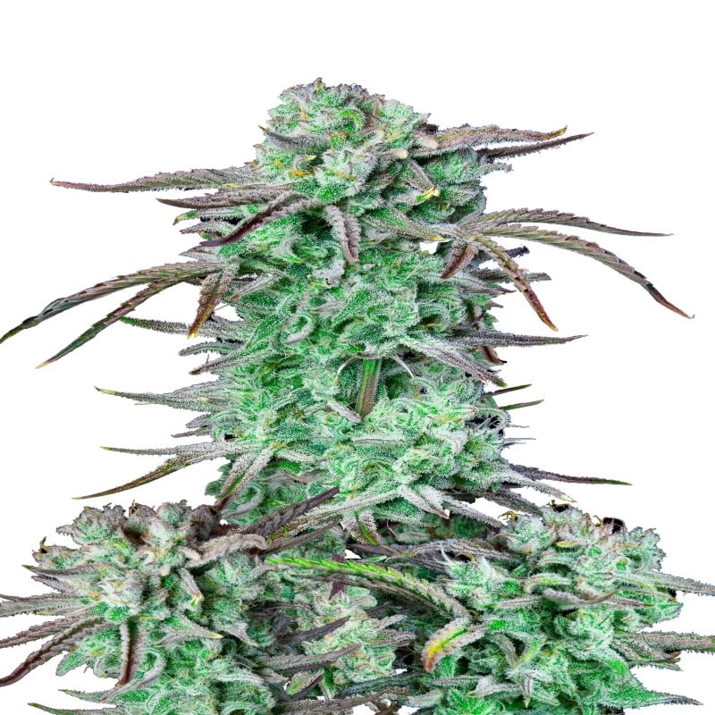 Image showcasing Strawberry Banana Auto from Fast Buds, an autoflowering cannabis strain known for her fruity and aromatic characteristics.