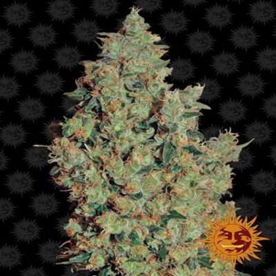 Vibrant image of Barney's Farm Tangerine Dream, a renowned cannabis strain celebrated for her exquisite flavor and aromatic profile.