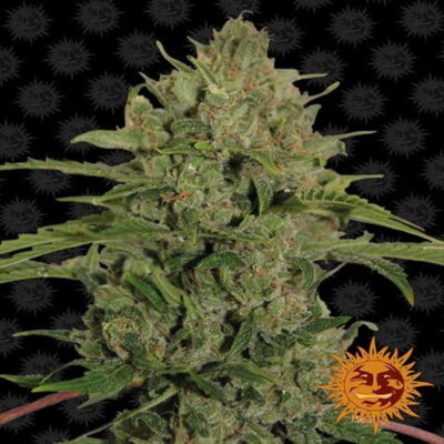 Photograph showcasing the Triple Cheese Strain from Barney's Farm, displaying her aromatic and resinous cannabis buds, celebrated for their unique flavor profile and potent effects.