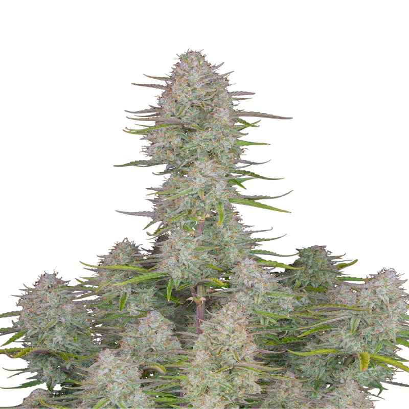 Close-up photograph of a Wedding Cheesecake Auto cannabis plant cultivated by Fast Buds, showcasing vibrant green foliage and resin-coated buds.