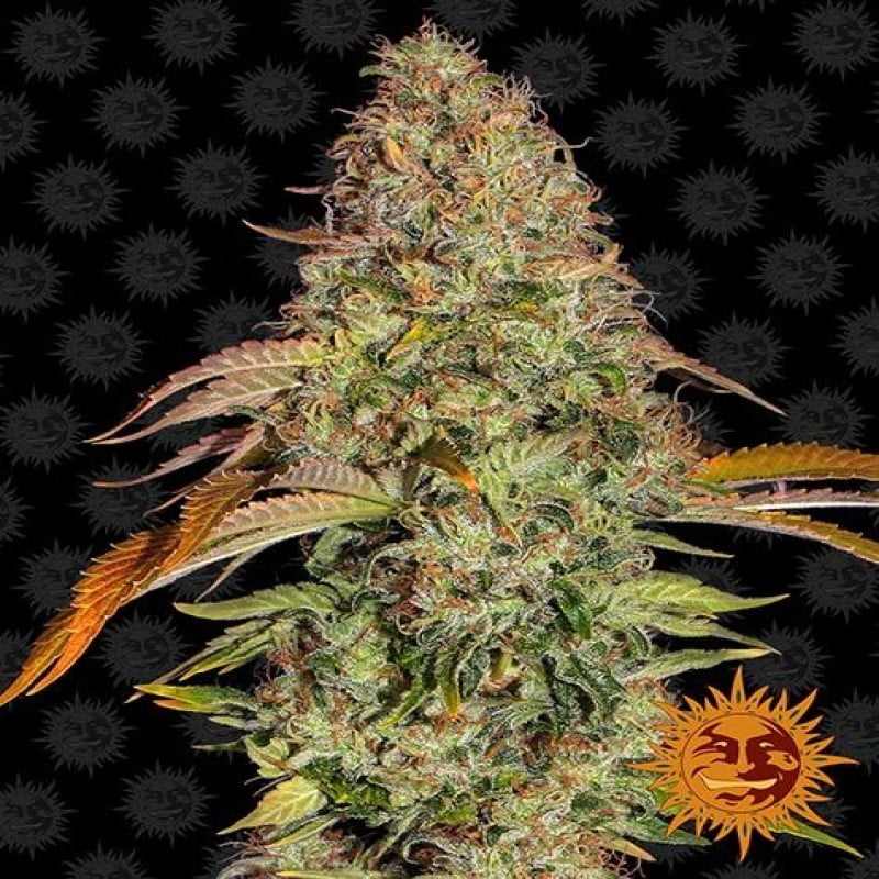 High-resolution photograph of a Zkittlez OG Auto cannabis plant grown by Barney's Farm, showcasing lush green foliage and mature resinous buds.