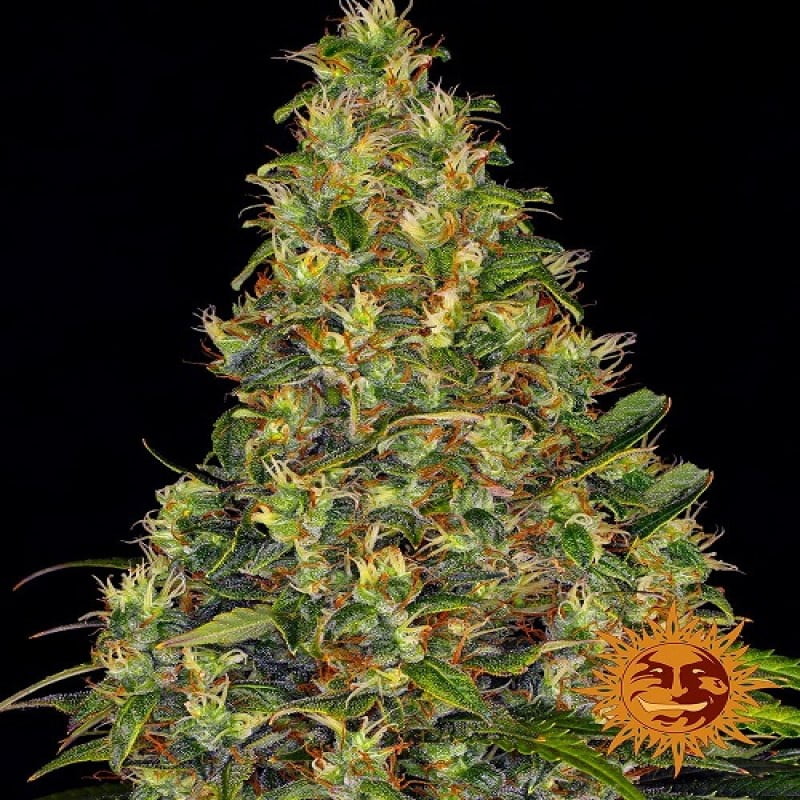 Amnesia Haze Auto, a premium autoflowering cannabis strain from Barney's Farm, featuring the classic Amnesia Haze genetics in a convenient auto-flowering variant.