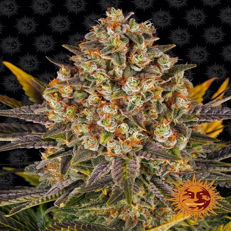 Banana Punch by Barney's Farm, a highly sought-after cannabis strain known for its sweet and fruity aroma, delivering a relaxing and enjoyable experience for users.