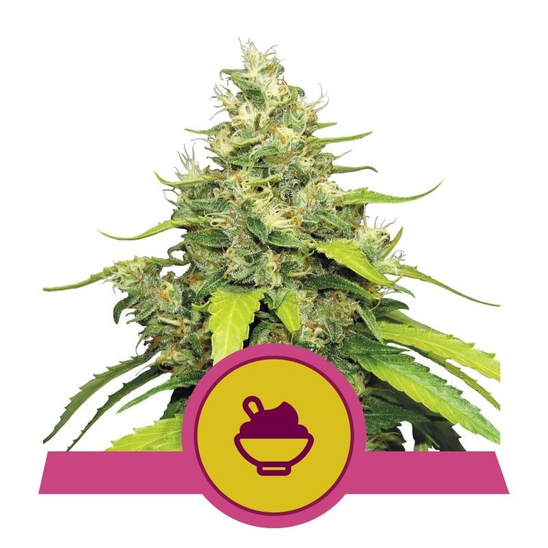 Blue Gelato Seeds from Royal Queen Seeds, a highly sought-after cannabis strain known for its delicious flavor and euphoric effects, ideal for cultivators and enthusiasts.