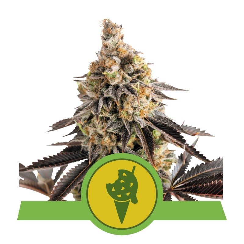 Experience the effortless delight of Cookies Gelato Automatic from Royal Queen Seeds—an auto-flowering masterpiece that blends sweet flavors with a smooth, relaxing high.